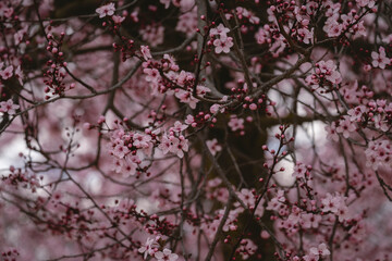 Cherry plum (Prunus cerasifera) pink blossoms
