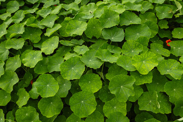 Bright green leaves of a garden nasturtium shrub (Tropaeolum majus)