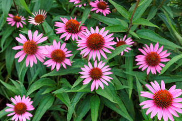 Fototapeta premium Pink echinacea flowers blooming vibrantly in a summer garden.