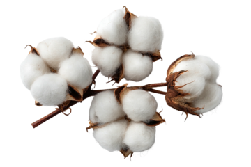 A close-up shot of fluffy white cotton bolls still on their woody brown stems
