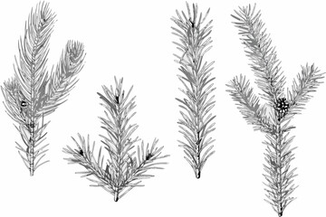 Detailed botanical illustration of various pine and fir tree branches