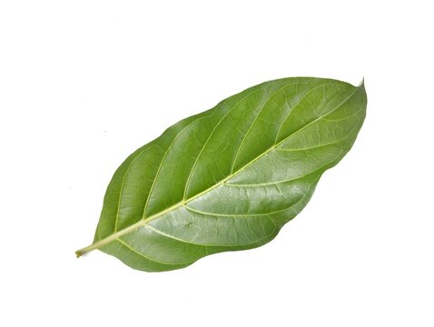 Noni leaf isolated on white background. Top view. Botanical photography for creative design 