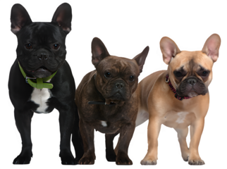 French Bulldogs Trio: A charming composition showcasing three different French Bulldogs with their distinctive bat-like ears and endearing expressions, each one a unique character.