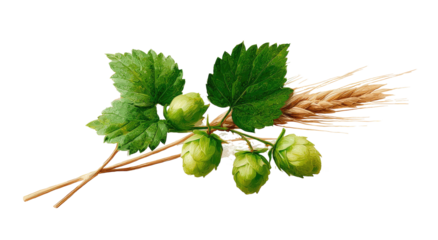 Close-up studio shot of hop flowers, leaves, and golden wheat stalks against a black backdrop