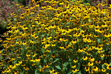 Beautiful helianthus flowers blooming in the summer garden.