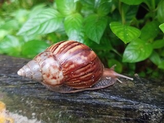 close up of a land snail (Lissachatina fulica) walking slowly on dry wood © Sigit