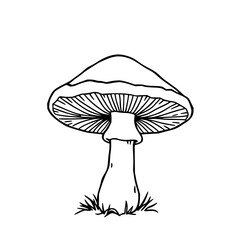 ​​Lion's mane mushroom, black line art, white back