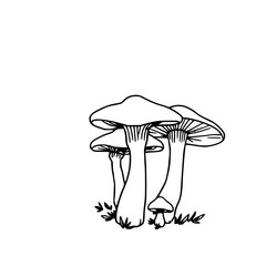 ​​​​Wild chanterelle mushrooms, black line art, wh