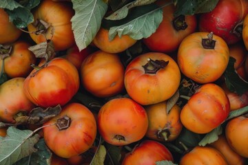 Obraz premium Ripe persimmon fruits with green leaves create a vibrant display, showcasing the beauty of nature's bounty