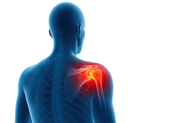 Human shoulder joint pain inflammation medical anatomy xray illustration detailed skeletal upper body isolated on white background