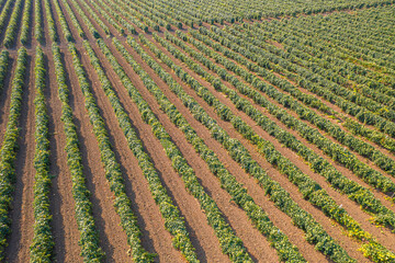 Vineyard rows in warm sunlight