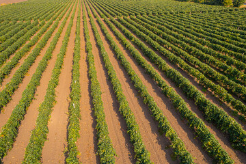 Rows of green vineyard plants on brown soil forming geometric agricultural pattern