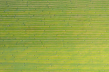 Aerial top view of green hay field with lines © Ryzhkov Oleksandr