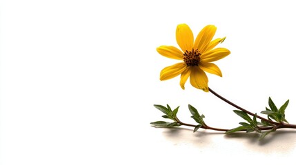A vibrant yellow flower with green leaves, set against a clean white background, perfect for nature-themed projects, invitations, or as a decorative element in digital designs,