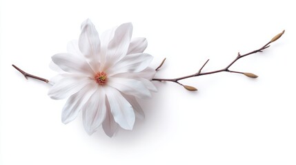 A delicate magnolia blossom on a slender branch, set against a white background, This image is perfect for botanical designs, greeting cards, or nature-themed projects,