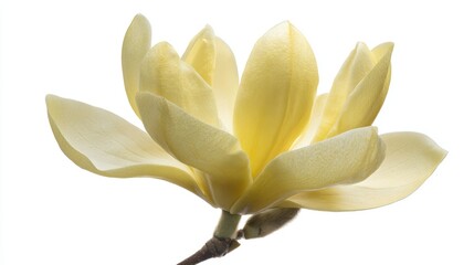 A beautiful yellow magnolia flower blooms gracefully, showcasing delicate petals and an elegant structure, Ideal for nature-themed projects, floral designs, or botanical illustrations,
