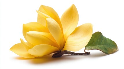 A beautifully detailed yellow magnolia flower is positioned elegantly with a green leaf, ideal for themes of nature, beauty, gardening, or floral arrangements in marketing and design projects,