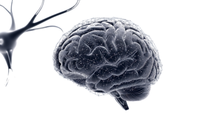 Human brain with neuron connections on black background