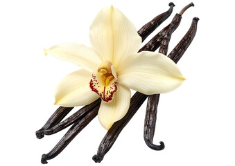 Vanilla orchid flower and beans on black background