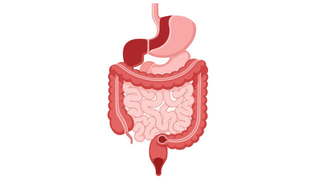 Detailed illustration of the human digestive system highlighting the stomach intestines and colon