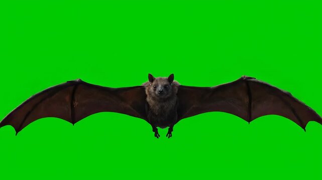 bat on a black background