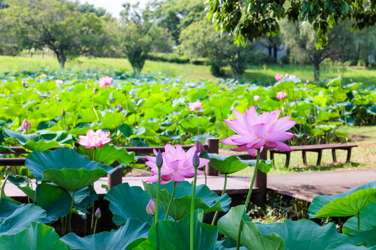 View of the beautiful lotus garden flowers blooming in the pond.