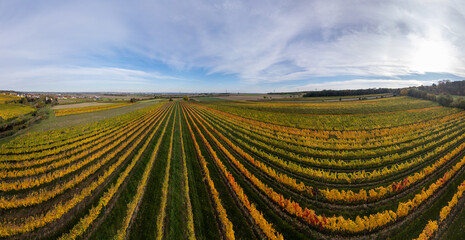 Autumn Vineyard Landscape at Sunset in the Weinviertel Wine Region