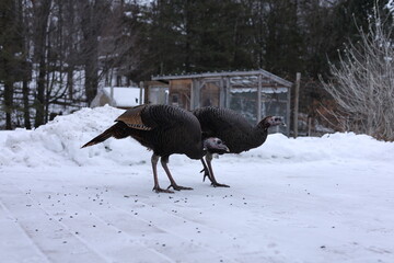 Two wild turkeys (Meleagris gallopavo) foraging on snow-covered ground near a domestic chicken coop in winter, illustrating wildlife–agriculture interaction and opportunistic feeding behavior. © davidphotography.ca