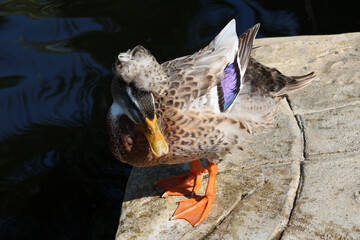 Silver Appleyard Duck cute animal fancy duck standing alone near the pond