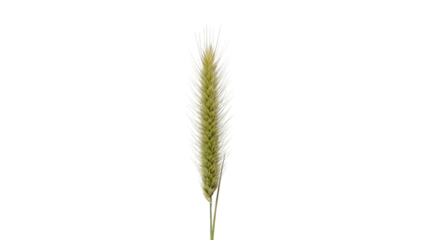A single cattail plant against isolated on a transparent background