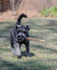 Schnauzer playing with a stick