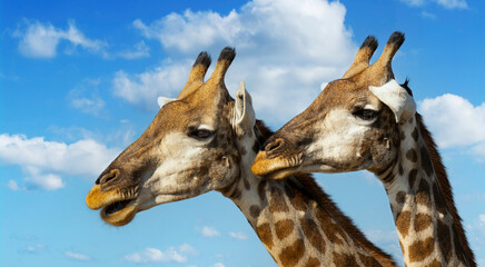 Double giraffe head shot