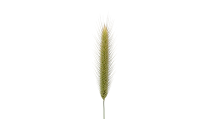 Isolated image of a single cattail plant isolated on a transparent background