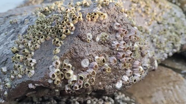 barnacles attached to coastal rocks