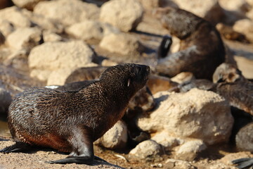 fur seal