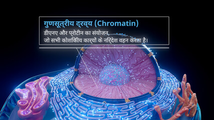 3D illustration of chromatin structure inside a cell nucleus in hindi