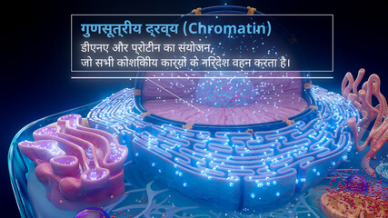 3D illustration of chromatin structure inside a cell nucleus in hindi
