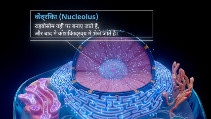 3D illustration of the nucleolus inside a cell nucleus in hindi