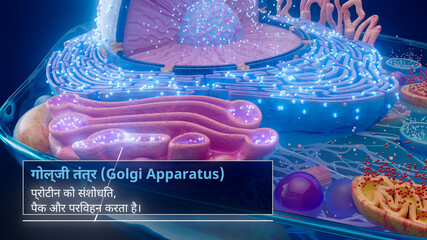 3D illustration of the Golgi apparatus processing proteins in hindi
