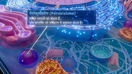 3D illustration of a peroxisome involved in cellular detoxification in hindi