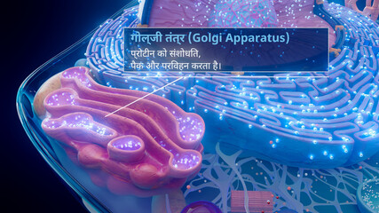 3D illustration of the Golgi apparatus processing proteins in hindi