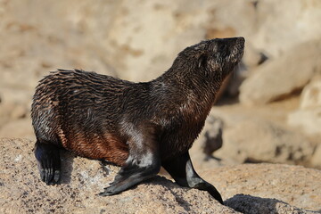 fur seal