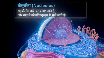 3D illustration of the nucleolus inside a cell nucleus in hindi
