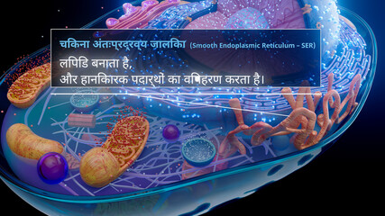 3D illustration of the smooth endoplasmic reticulum producing lipids in hindi