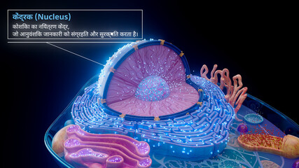 3D illustration of the cell nucleus containing genetic material in hindi