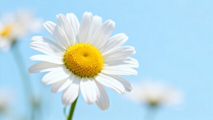 Daisy flower against blue sky