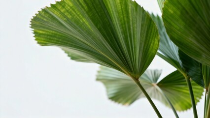 Green fan palm leaves closeup