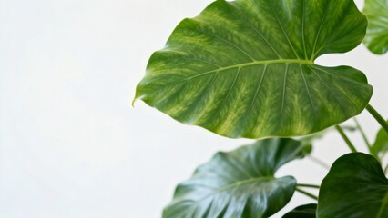 Green plant leaves close up