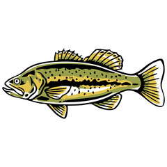 Detailed bass fish vector illustration in side view, perfect for fishing graphics, outdoor apparel, logos, and nature-themed designs.