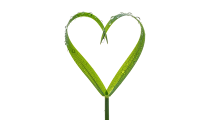 Heart shaped grass leaf isolated on transparent background